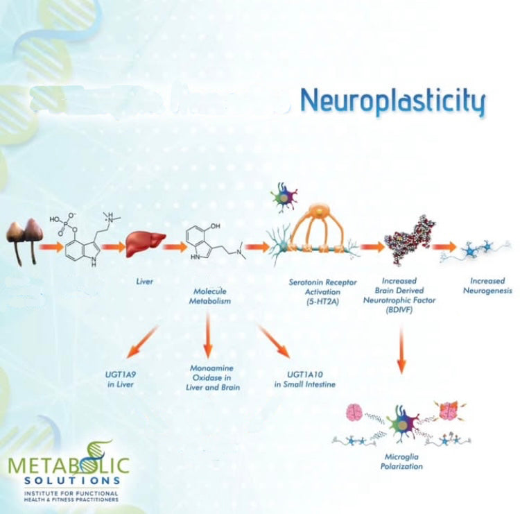 Magic Medicinal Mushroom Gummies